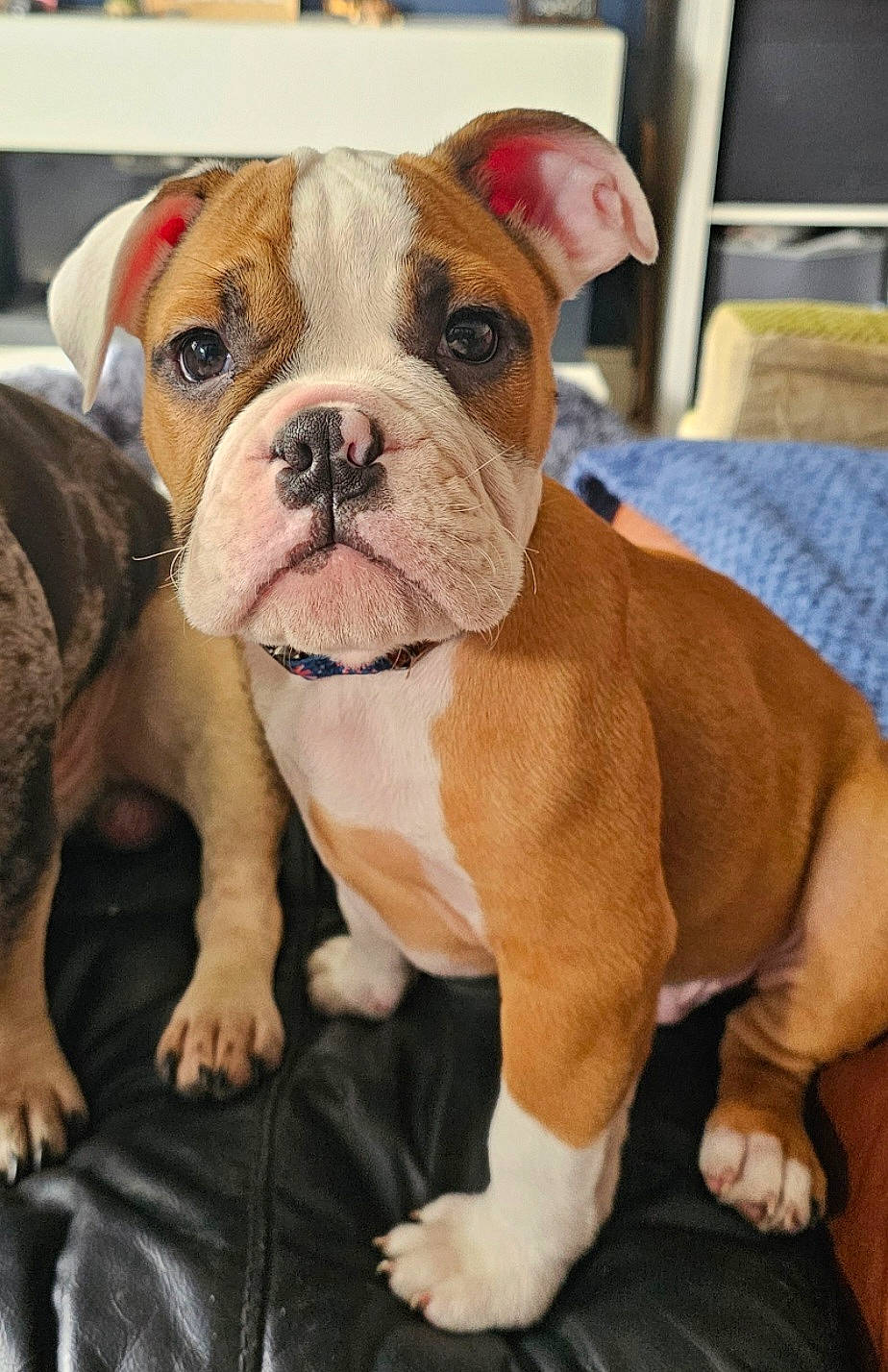 Trevor is registered to the contest to win money with this photo: bulldog, carnivore, companion_dog, dog, dog_breed, fawn, non_sporting_group, sporting_group, working_animal, wrinkle