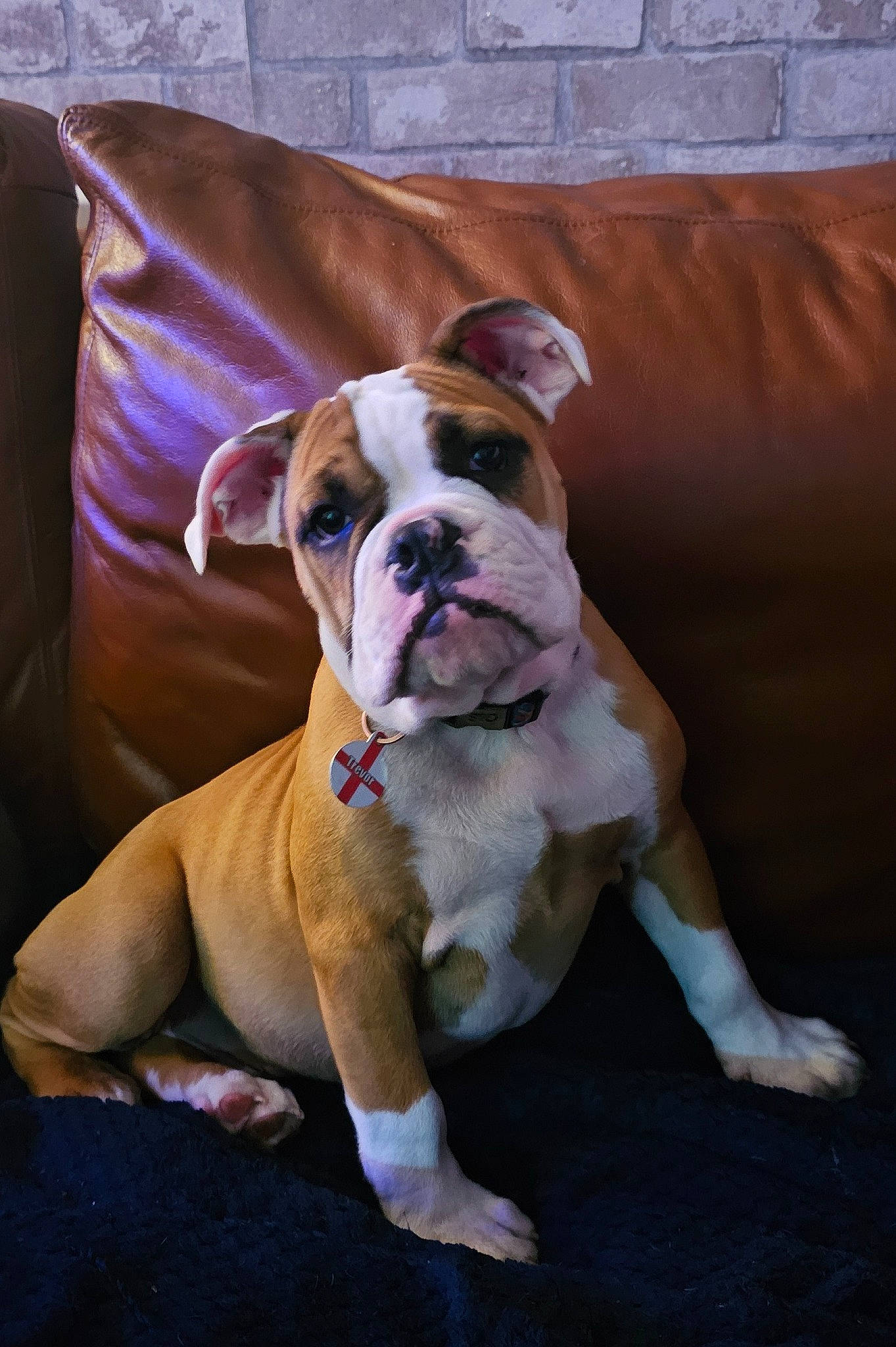 Trevor is registered to the contest to win money with this photo: bulldog, canidae, carnivore, collar, comfort, companion_dog, dog, dog_breed, dog_collar, fawn, non_sporting_group, snout, sporting_group, wood, working_animal, working_dog, wrinkle