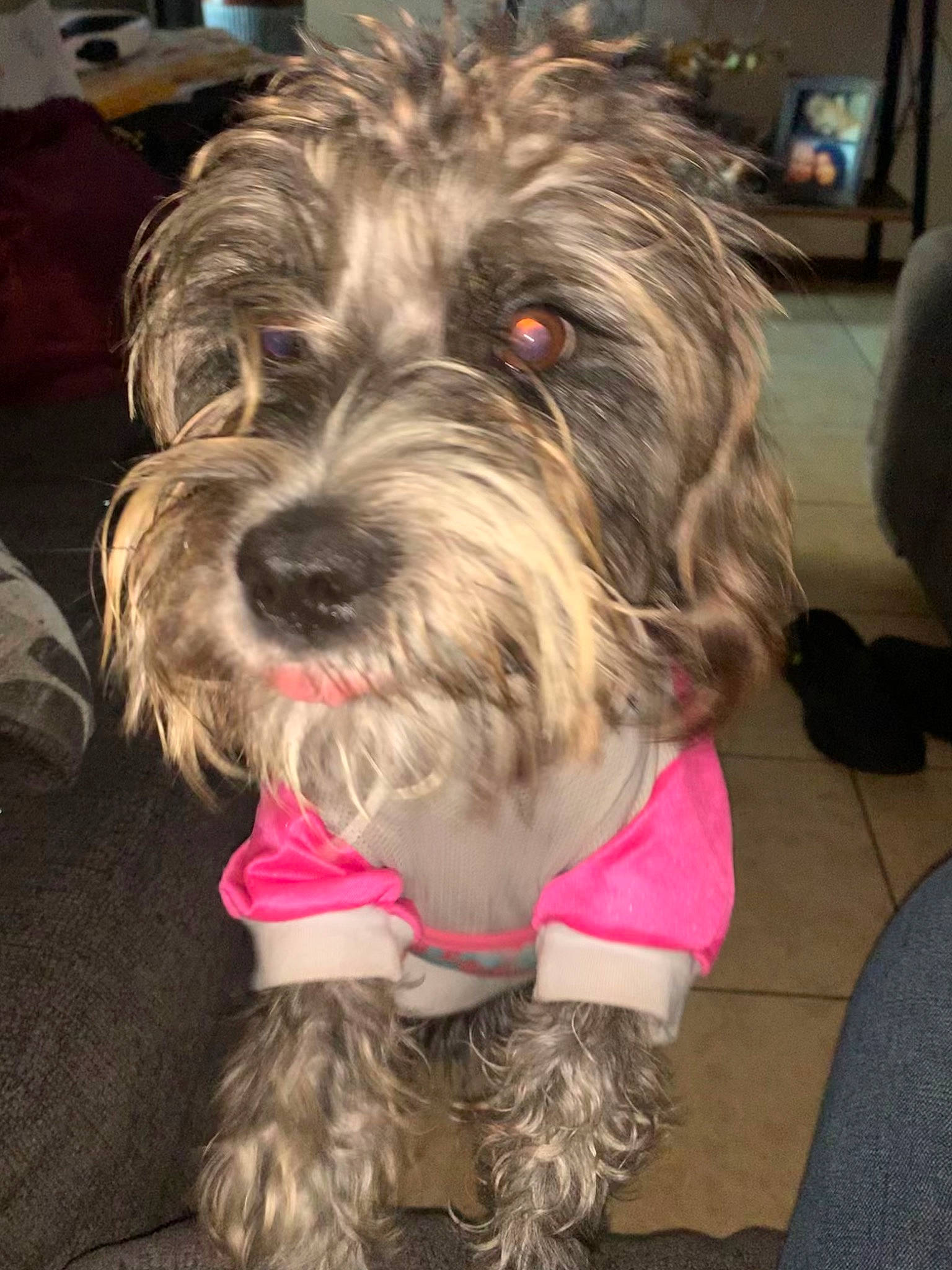 Harley joined the competition — help win amazing prizes! biewer_terrier, carnivore, cockapoo, companion_dog, dog, dog_breed, flooring, fur, liver, poodle_crossbreed, puppy_love, schnauzer, small_terrier, snout, sporting_group, television, terrier, toy_dog, working_animal, yorkipoo