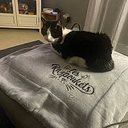 Boubou a rejoint le concours — aidez-le/la à gagner de superbes lots ! animal, black_and_white, blanket, cabinet, cat, cozy, curtain, cute, domestic, embroidery, fur, furniture, home, indoor, living_room, pet, relaxing, resting, soft_texture, whiskers