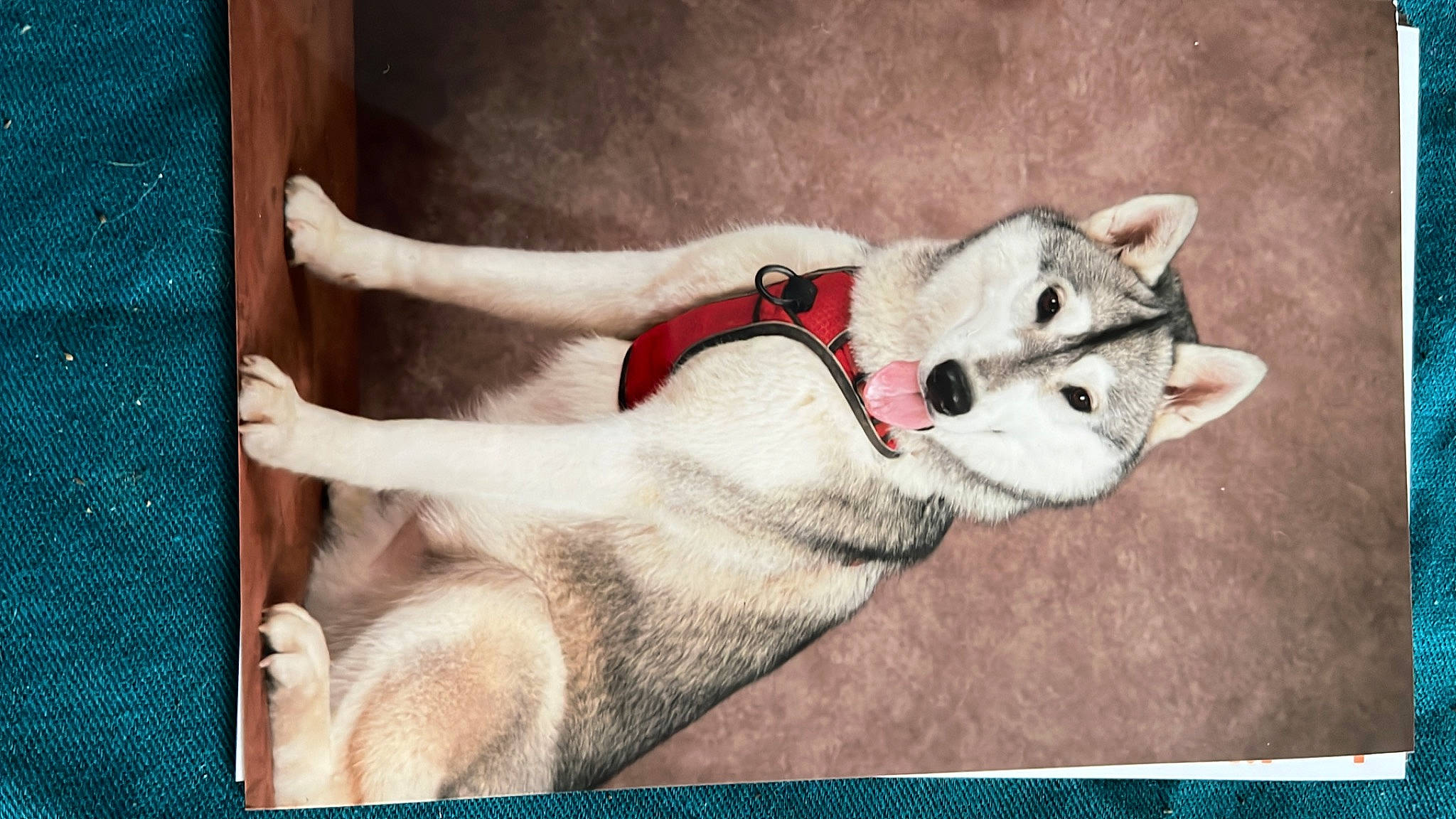 Taska participe au concours pour gagner de l'argent avec cette photo : ancient_dog_breeds, art, canidae, carmine, carnivore, comfort, companion_dog, dog, dog_breed, fawn, fur, linens, paw, photo_caption, picture_frame, rectangle, sporting_group, square, tail, working_animal