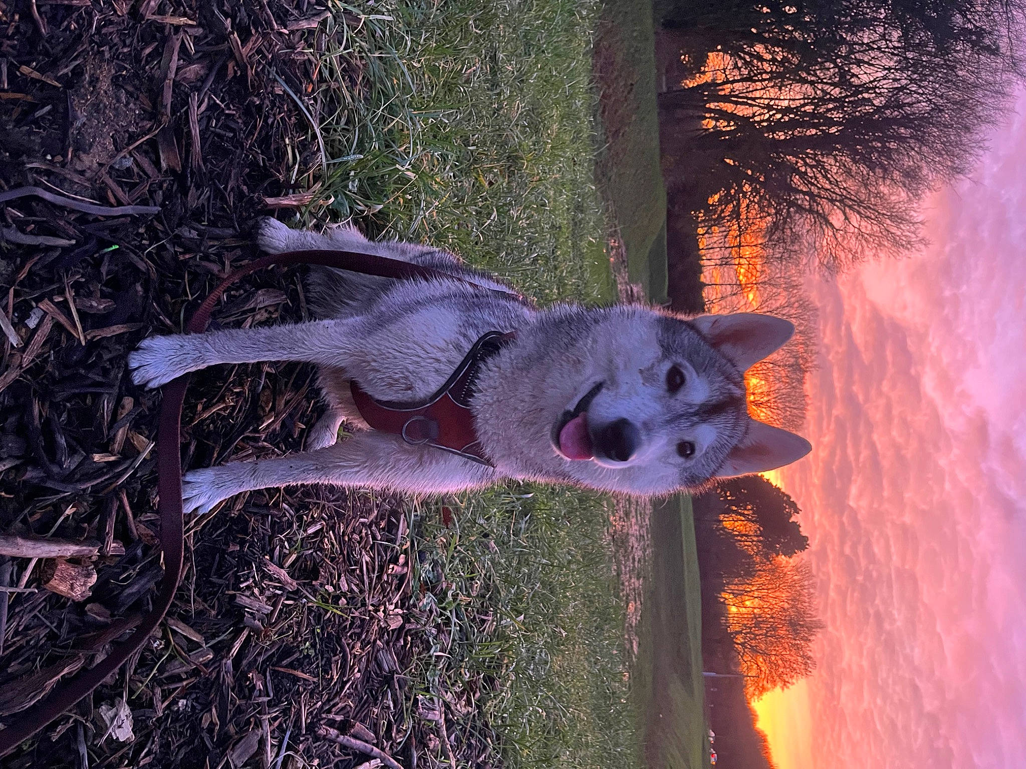 Taska a rejoint le concours — aidez-le/la à gagner de superbes lots ! dog, electric_blue, fawn, grass, landscape, light, night, plant, purple, reflection, sculpture, shadow, sky, soil, tail, tints_and_shades, tree, water, winter, wood