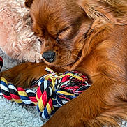 Angélo a rejoint le concours — aidez-le/la à gagner de superbes lots ! animal, brown_fur, carpet, close_up, cozy, cute, dog, fluffy_pillow, fur, home, indoor, napping, paw, pet, relaxation, resting, rope_toy, sleeping, sunlight, toy