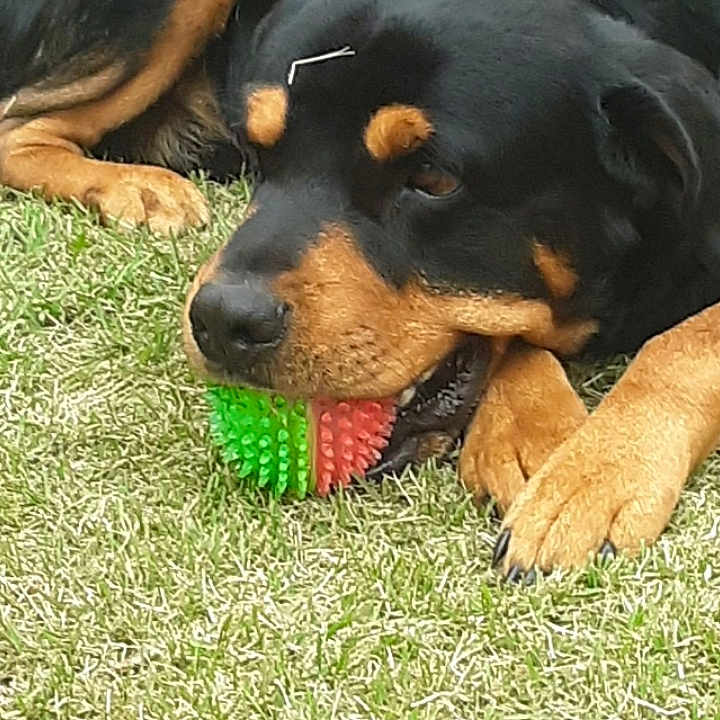 Zeus is registered to the contest to win money with this photo: accessories, animal, ball, canine, dog, field, grass, grassland, hound, lawn, nature, outdoors, person, pet, plant, puppy, sleeping, sport, tennis, tennisball