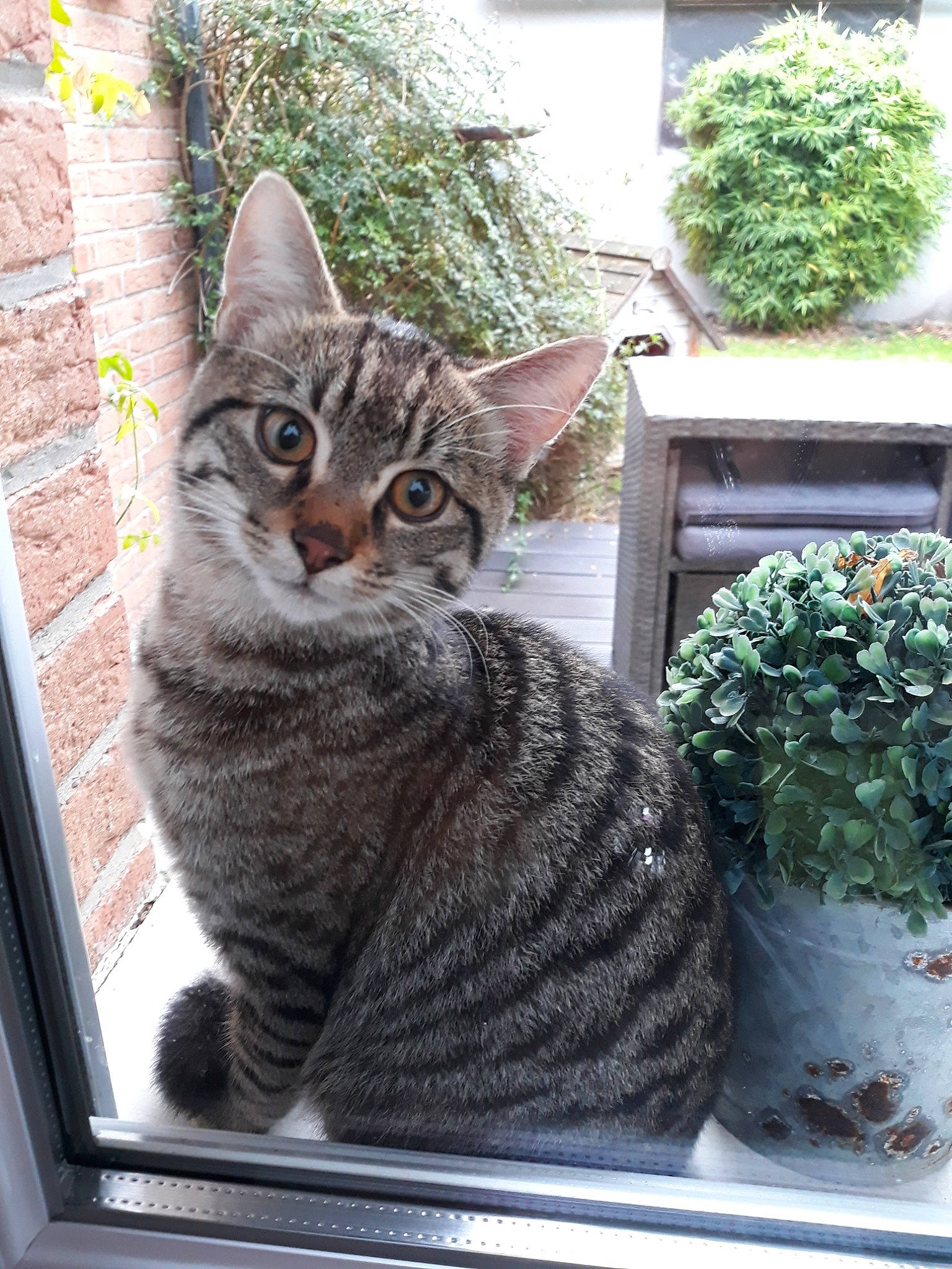 Milouz participe au concours pour gagner de l'argent avec cette photo : american_shorthair, american_wirehair, asian, carnivore, cat, domestic_short_haired_cat, dragon_li, european_shorthair, felidae, kitten, ocicat, plant, small_to_medium_sized_cats, tabby_cat, whiskers, wild_cat, window