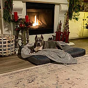 Dyna is registered to the contest to win money with this photo: dog, fireplace, holiday_decorations, garland, candles, joy_sign, blanket, dog_bed, indoor, living_room, rug, wood_floor, basket, plant, shelf, cozy, warm_lighting, decor, relaxed, pet