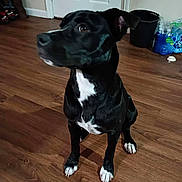 Kimi is registered to the contest to win money with this photo: animal, attention, black_dog, bottled_water, canine, curious, dog, domestic, door, flooring, household, indoor, looking_away, medium_sized_dog, pet, sitting, trash_bin, white_chest, white_paws, wooden_floor