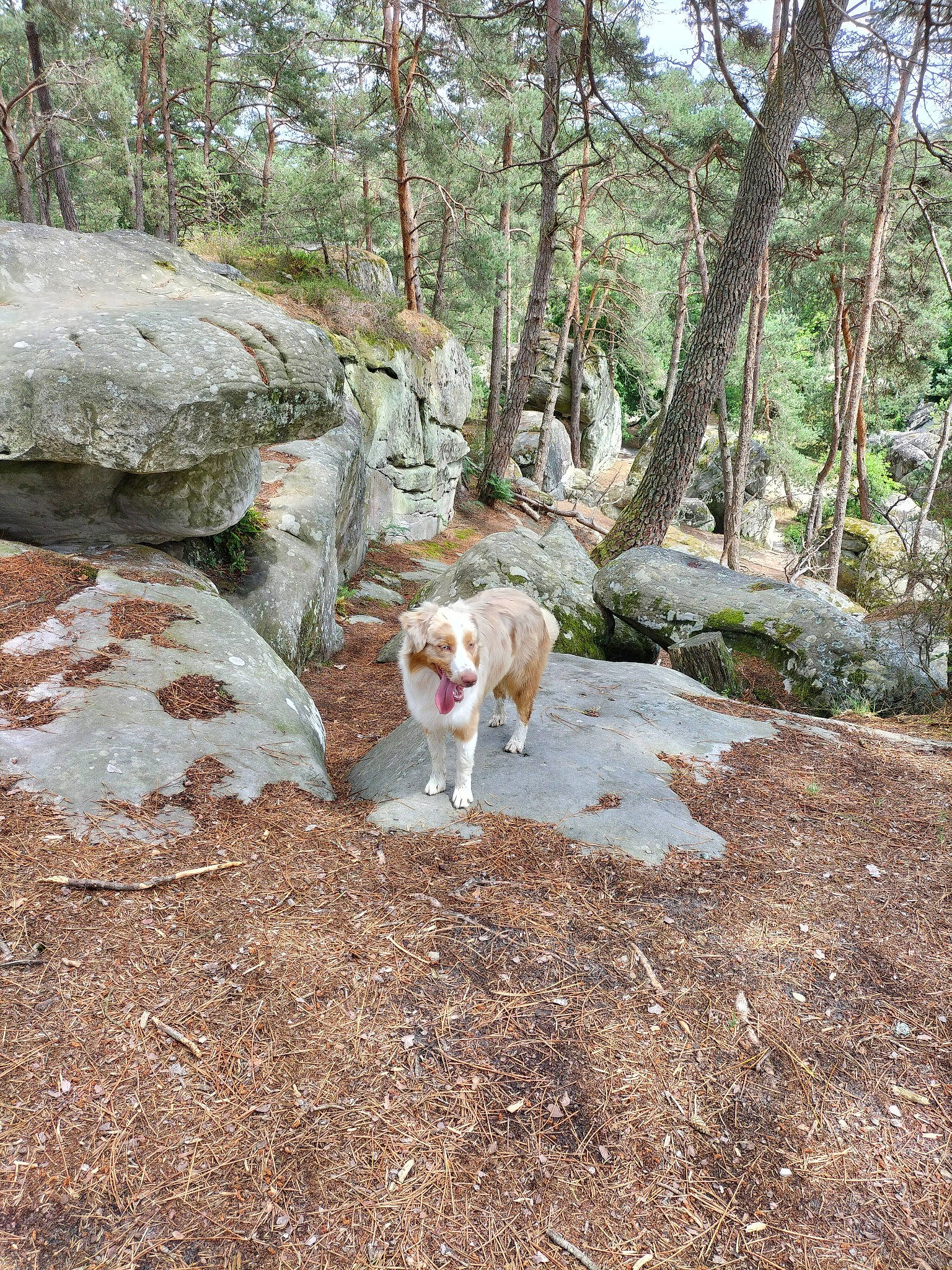 Starlight a rejoint le concours — aidez-le/la à gagner de superbes lots ! bedrock, canidae, carnivore, companion_dog, dog, dog_breed, fawn, forest, grass, natural_landscape, plant, recreation, soil, sporting_group, tail, temperate_broadleaf_and_mixed_forest, tree, trunk, wood, woodland