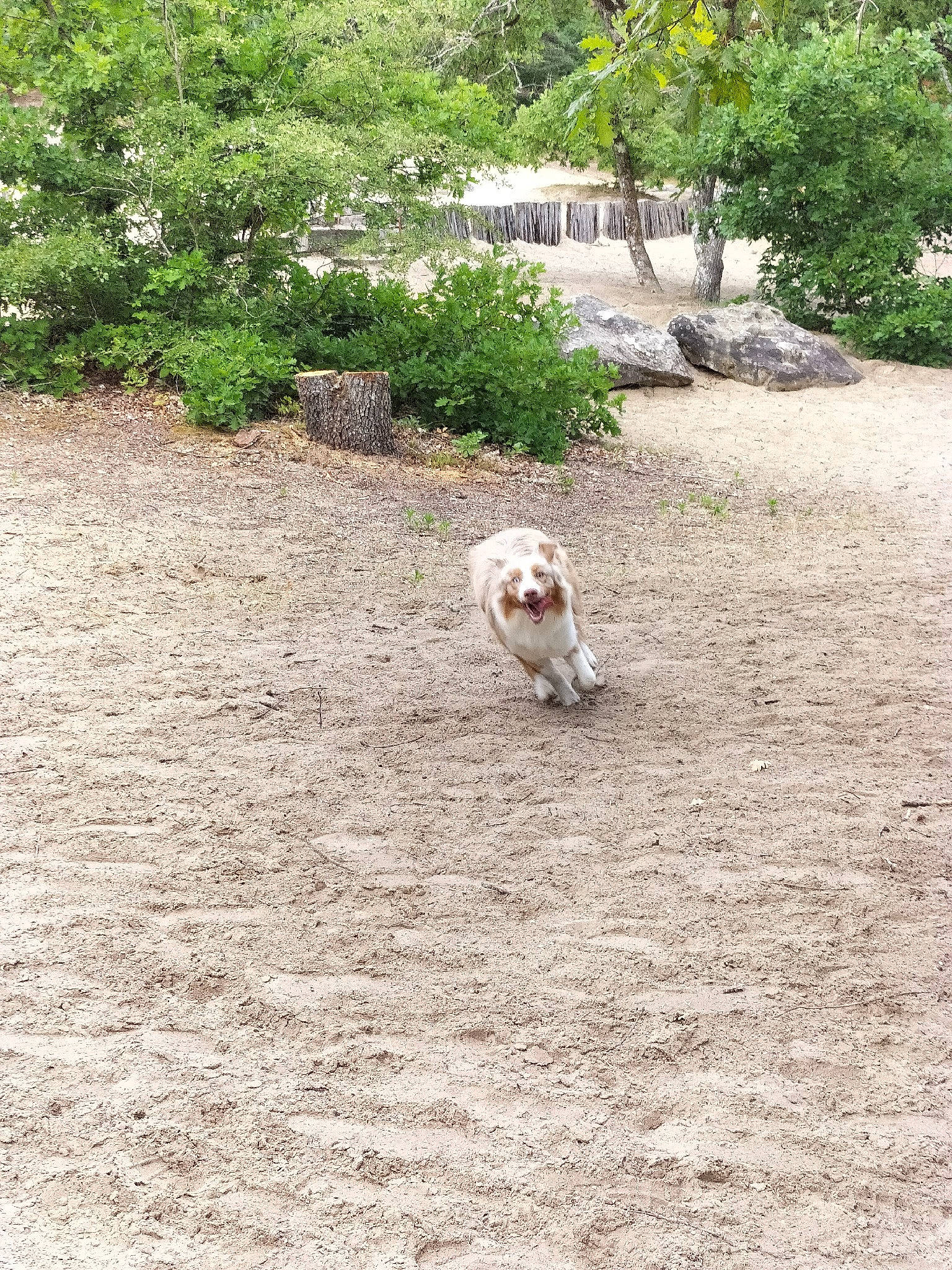 Starlight a rejoint le concours — aidez-le/la à gagner de superbes lots ! asphalt, canidae, carnivore, companion_dog, dog, dog_breed, fawn, grass, groundcover, landscape, plant, road_surface, rock, sand, seabird, soil, sporting_group, tail, terrestrial_animal, tree