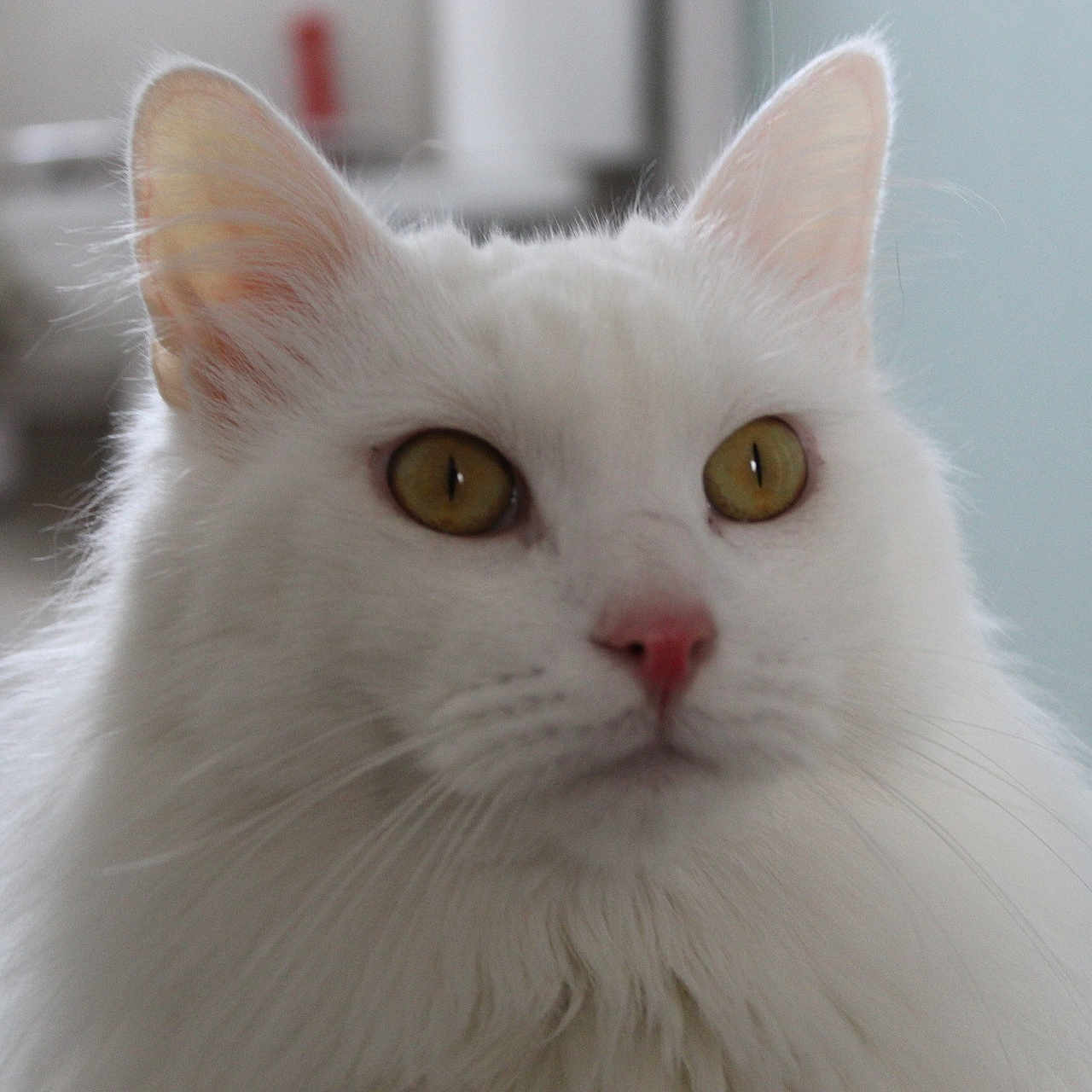 Haku a rejoint le concours — aidez-le/la à gagner de superbes lots ! abyssinian, angora, animal, cat, kitten, manx, pet, siamese, white