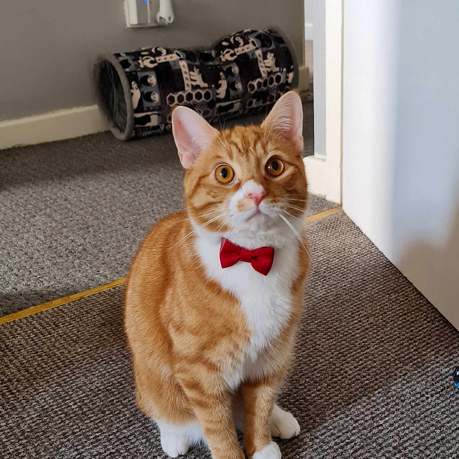 Chewie joined the competition — help win amazing prizes! accessories, animal, architecture, building, cat, chair, couch, formalwear, furniture, hardwood, indoors, interiordesign, kitten, livingroom, manx, pet, room, strap, tie, wood