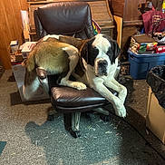 Whiskey is registered to the contest to win money with this photo: dog, saint_bernard, office_chair, carpet, indoor, clutter, wooden_wall, box, plastic_bin, trash_can, shadow, furniture, pet, animal, relaxed, large_dog, paw, head, room, household_items