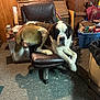 dog, saint_bernard, office_chair, carpet, indoor, clutter, wooden_wall, box, plastic_bin, trash_can, shadow, furniture, pet, animal, relaxed, large_dog, paw, head, room, household_items