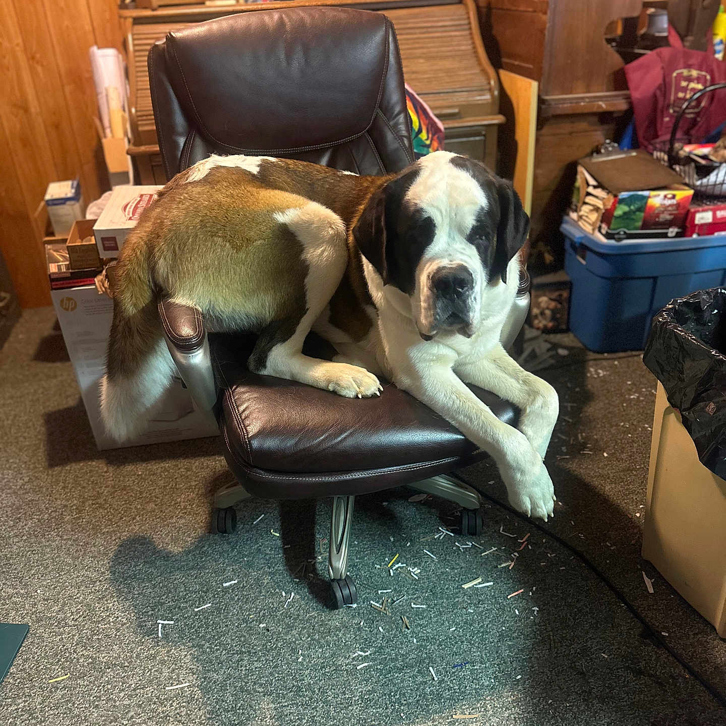 Whiskey is registered to the contest to win money with this photo: animal, box, carpet, clutter, dog, furniture, head, household_items, indoor, large_dog, office_chair, paw, pet, plastic_bin, relaxed, room, saint_bernard, shadow, trash_can, wooden_wall