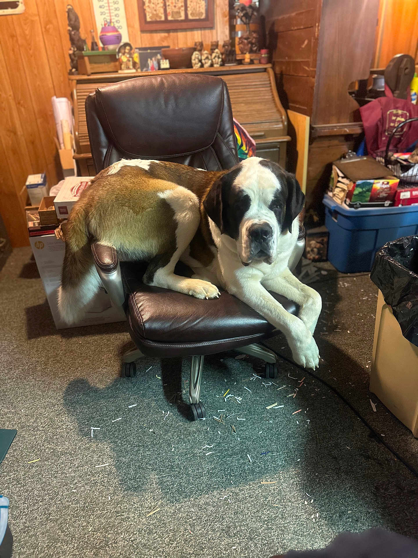 Whiskey is registered to the contest to win money with this photo: dog, saint_bernard, office_chair, carpet, indoor, clutter, wooden_wall, box, plastic_bin, trash_can, shadow, furniture, pet, animal, relaxed, large_dog, paw, head, room, household_items