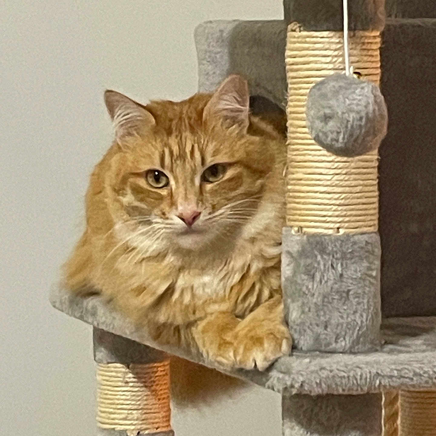 Shiva a rejoint le concours — aidez-le/la à gagner de superbes lots ! abyssinian, angora, animal, cat, closet, countryside, cupboard, furniture, homedecor, indoors, interiordesign, kitten, linen, manx, nature, pet, plywood, shelf, slate, wood