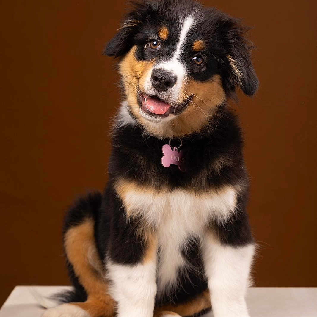 Venus a rejoint le concours — aidez-le/la à gagner de superbes lots ! animal, appenzeller, ball, canine, cockerspaniel, collie, dog, eskimodog, football, germanshepherd, hound, husky, papillon, pet, puppy, snout, soccer, soccerball, sport, whitedog