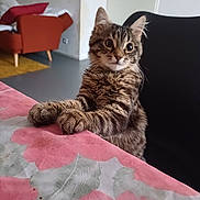 Ace a rejoint le concours — aidez-le/la à gagner de superbes lots ! kitten, cat, tabby, feline, animal, pet, curious, wide_eyes, paws, tablecloth, floral, pink, chair, indoor, home, cozy, fur, whiskers, ears, looking