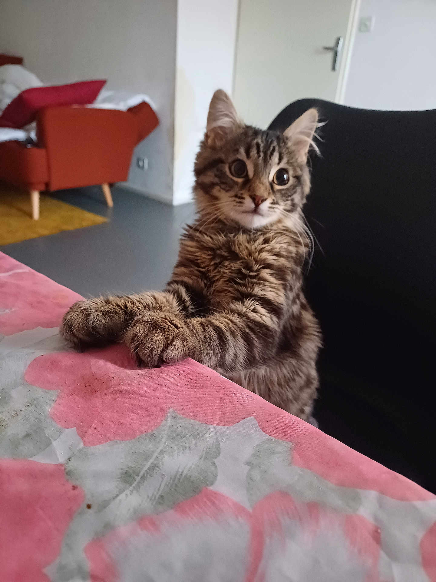 Ace a rejoint le concours — aidez-le/la à gagner de superbes lots ! kitten, cat, tabby, feline, animal, pet, curious, wide_eyes, paws, tablecloth, floral, pink, chair, indoor, home, cozy, fur, whiskers, ears, looking