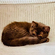 Moka participe au concours pour gagner de l'argent avec cette photo : animal, brown_cat, cat, close_up, companion, couch, cozy, curled_up, fur, furniture, indoor, mammal, pet, relaxed, resting, sleepy, soft_texture, tail, whiskers, yellow_eyes