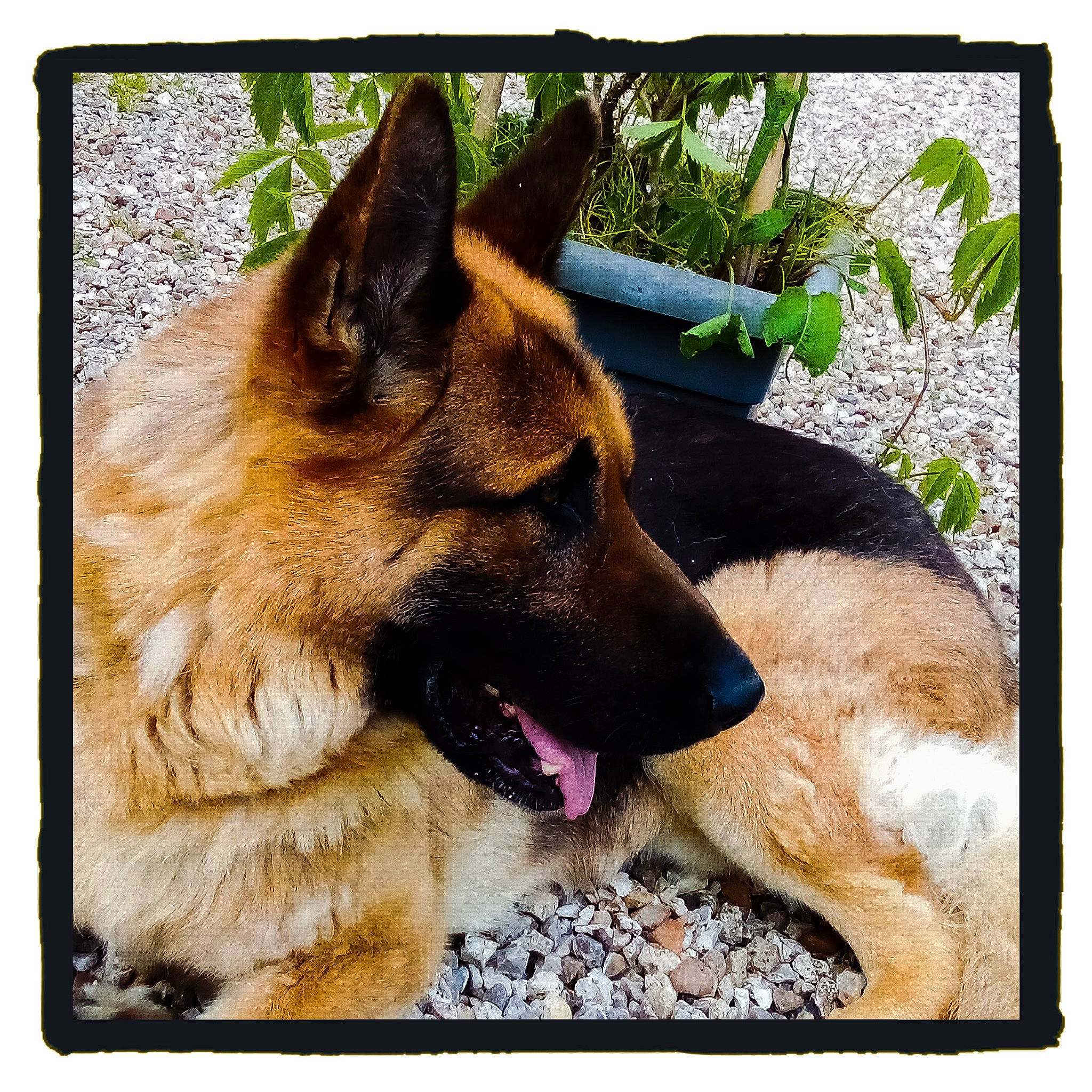 Léon participe au concours pour gagner de l'argent avec cette photo : belgian_shepherd_malinois, carnivore, collar, companion_dog, dog, dog_breed, dog_supply, east_european_shepherd, fawn, german_shepherd_dog, herding_dog, king_shepherd, old_german_shepherd_dog, pet_supply, plant, rectangle, snout, sporting_group, square, working_dog