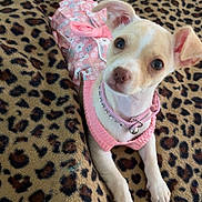 Rosy joined the competition — help win amazing prizes! dog, puppy, clothing, pink, leopard_print, blanket, cute, pet, animal, small_dog, indoor, resting, looking_up, ears_up, collar, adorable, fur, mammal, domestic_animal, posing