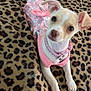 dog, puppy, clothing, pink, leopard_print, blanket, cute, pet, animal, small_dog, indoor, resting, looking_up, ears_up, collar, adorable, fur, mammal, domestic_animal, posing