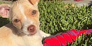 Rosy is registered to the contest to win money with this photo: dog, puppy, grass, toy, red, blue, flowers, green, outdoor, sunlight, pet, cute, small_dog, nature, playful, summer, garden, animal, canine, close_up