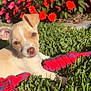 dog, puppy, grass, toy, red, blue, flowers, green, outdoor, sunlight, pet, cute, small_dog, nature, playful, summer, garden, animal, canine, close_up
