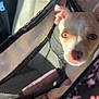 Rosy is registered to the contest to win money with this photo: puppy, dog, pet_carrier, pink, black, sunlight, close_up, face, animal, cute, small, indoor, car_interior, mesh, zipper, toy, whiskers, nose, ears, fur