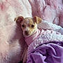 Rosy is registered to the contest to win money with this photo: puppy, dog, blanket, pink, purple, fur, pet, cute, cozy, small, animal, indoors, soft, warm, clothing, resting, snuggled, bed, comfort, relaxation