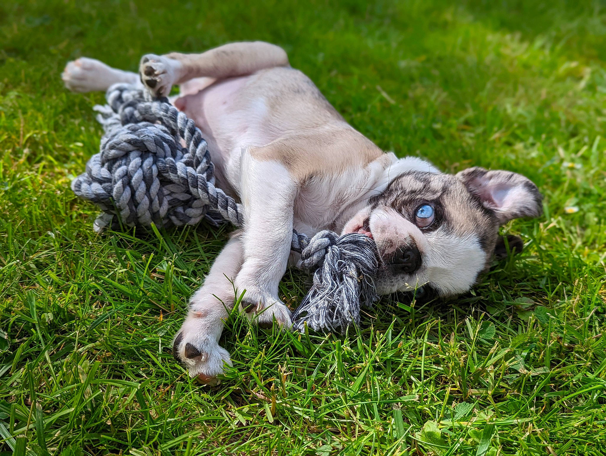 Marcel a rejoint le concours — aidez-le/la à gagner de superbes lots ! art, canidae, carnivore, companion_dog, dog, dog_breed, fawn, grass, grass_family, groundcover, human_leg, plant, snout, sporting_group, tail, terrestrial_animal, toy_dog, wildlife, working_animal, wrinkle