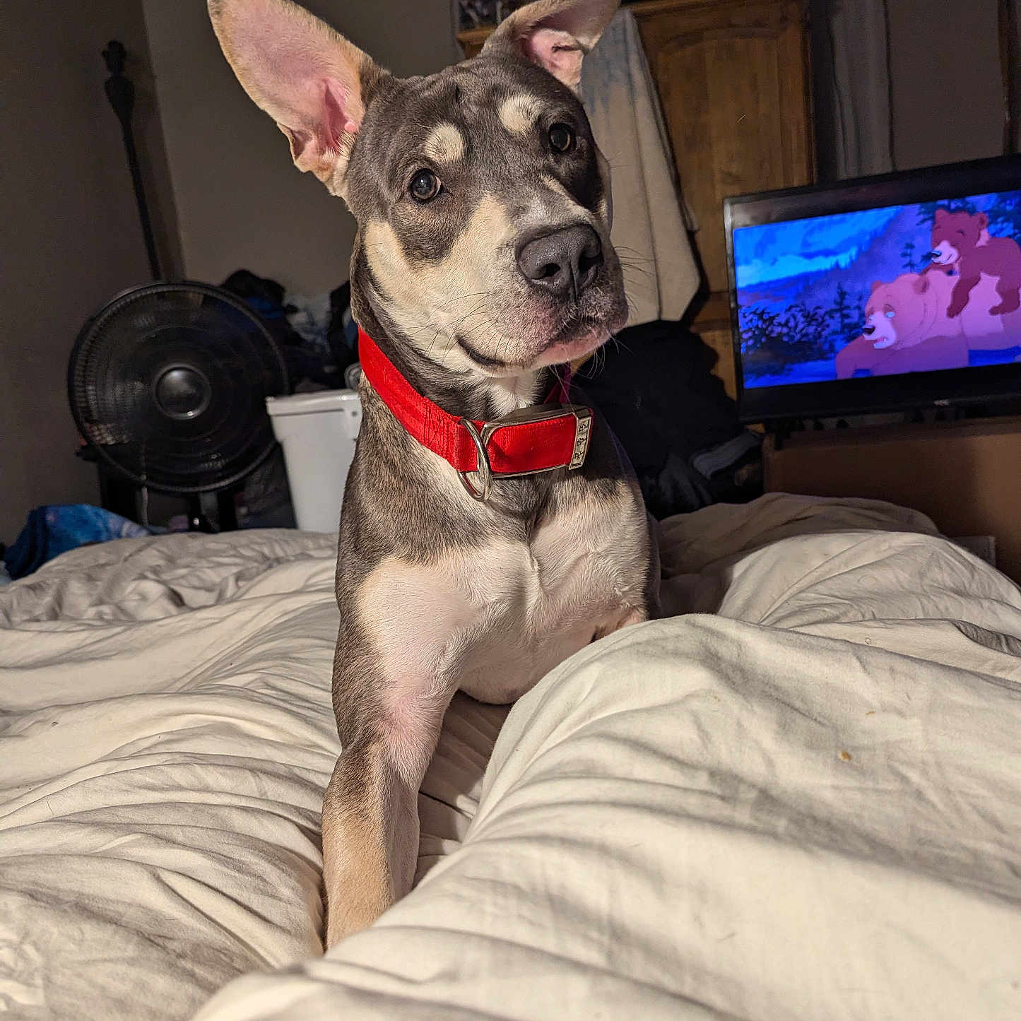 Coduh joined the competition — help win amazing prizes! animal, bed, bedroom, canine, computer, computerhardware, couch, dog, electronics, entertainmentcenter, furniture, hardware, indoors, laptop, monitor, pc, pet, room, screen, tv
