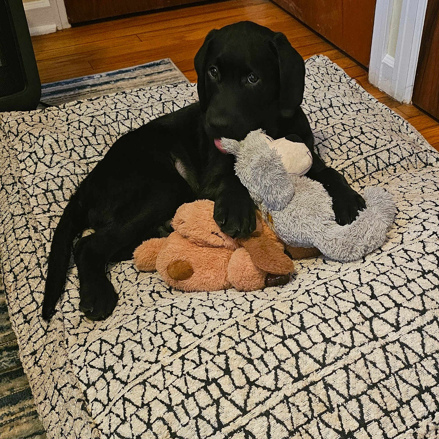 Hank joined the competition — help win amazing prizes! animal, blanket, canine, cat, cushion, dog, dogbed, furniture, hardwood, homedecor, hound, labradorretriever, mat, pet, pointer, puppy, quilt, rug, toy, wood