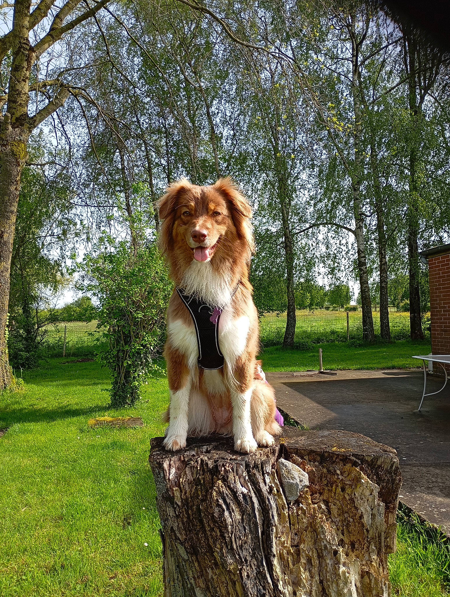 Moka a rejoint le concours — aidez-le/la à gagner de superbes lots ! art, canidae, carnivore, companion_dog, dog, dog_breed, fawn, fur, grass, liver, plant, sky, snout, sporting_group, tail, toy_dog, tree, trunk, wood, working_dog