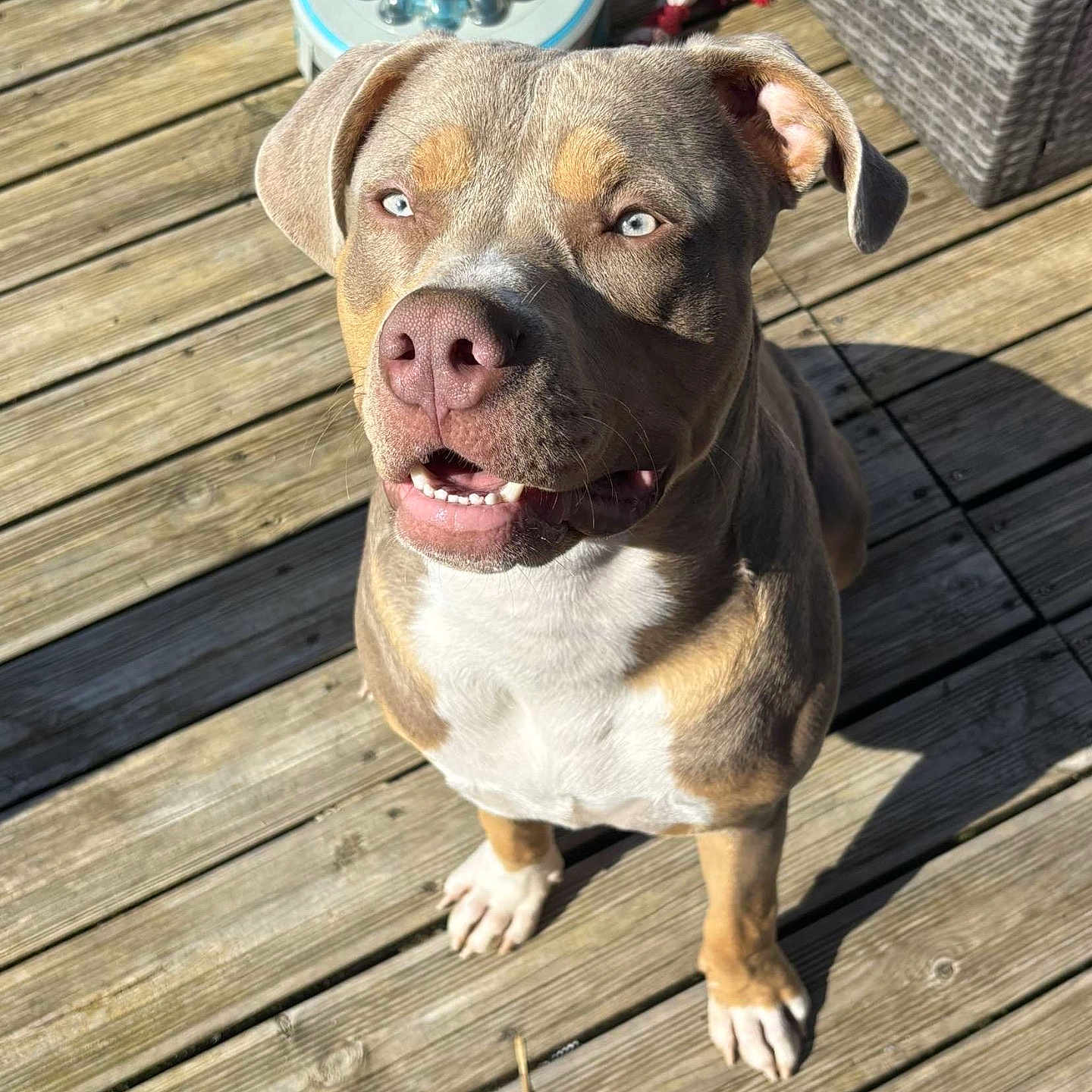 Georges participe au concours pour gagner de l'argent avec cette photo : animal, blue_eyes, brown_coat, canine, close_up, daylight, dog, domestic_animal, ears, happy, looking_up, outdoor, paw, pet, playful, shadow, sitting, sunlight, white_chest, wooden_deck