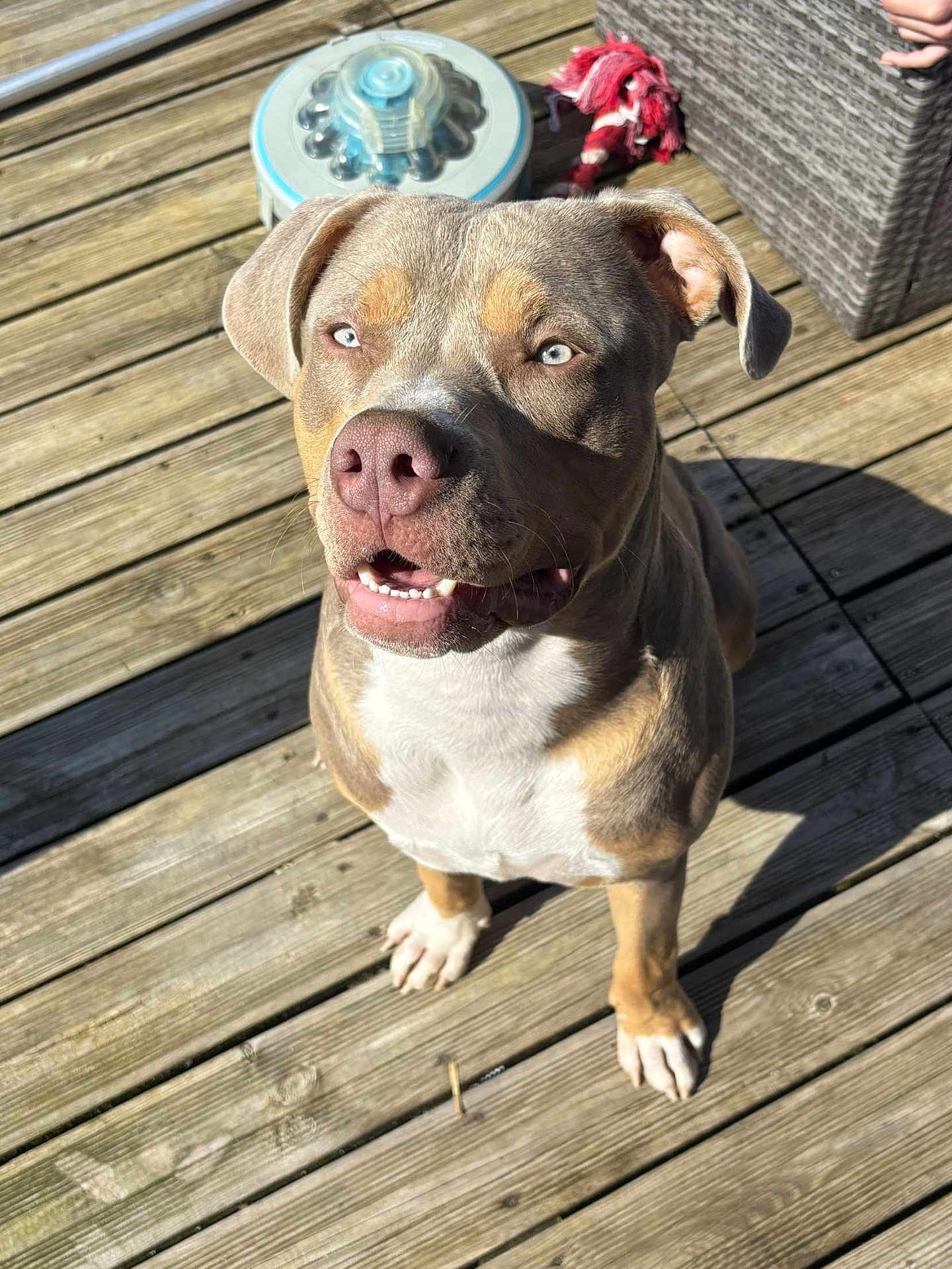 Georges participe au concours pour gagner de l'argent avec cette photo : animal, blue_eyes, brown_coat, canine, close_up, daylight, dog, domestic_animal, ears, happy, looking_up, outdoor, paw, pet, playful, shadow, sitting, sunlight, white_chest, wooden_deck