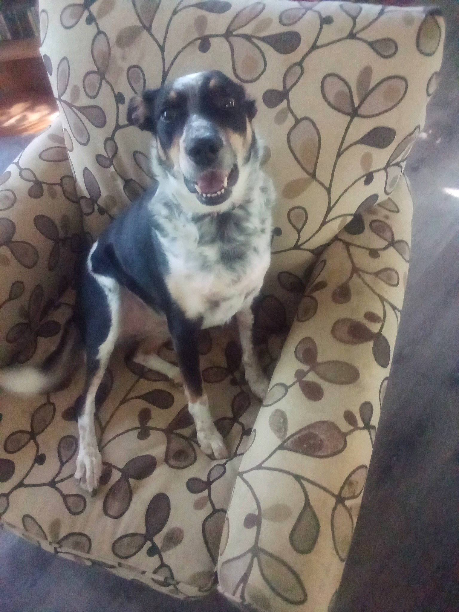 Zara Mae is registered to the contest to win money with this photo: bored, canidae, carnivore, chair, collar, comfort, companion_dog, couch, dog, dog_breed, dog_collar, dog_supply, furniture, pattern, paw, pet_supply, puppy, snout, sporting_group, working_animal