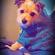 Lilly is registered to the contest to win money with this photo: dog, pet, sweater, cozy, bed, indoor, animal, fur, cute, portrait, canine, relaxed, comfort, home, mammal, looking, ears, eyes, collar, resting