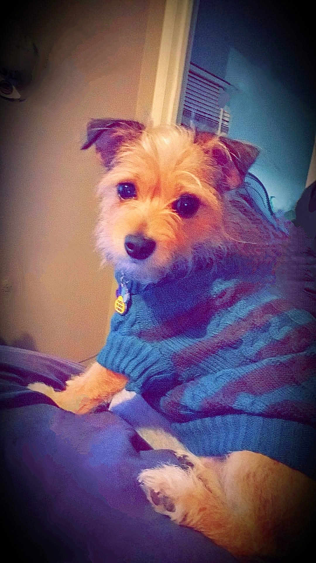 Lilly is registered to the contest to win money with this photo: dog, pet, sweater, cozy, bed, indoor, animal, fur, cute, portrait, canine, relaxed, comfort, home, mammal, looking, ears, eyes, collar, resting