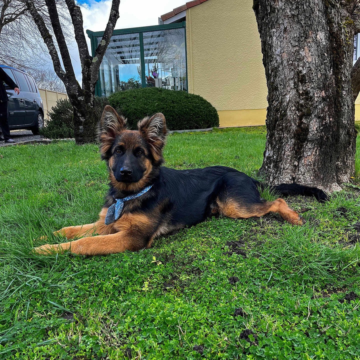 Raya participe au concours pour gagner de l'argent avec cette photo : animal, canine, car, clothing, dog, footwear, germanshepherd, grass, nature, outdoors, person, pet, plant, shoe, transportation, tree, treetrunk, vegetation, vehicle, yard