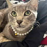 Lucky is registered to the contest to win money with this photo: cat, gray_cat, green_eyes, pearl_necklace, bell, close_up, pet, feline, whiskers, fur, indoor, resting, blanket, cozy, domestic_animal, animal, cute, portrait, soft_focus, relaxed
