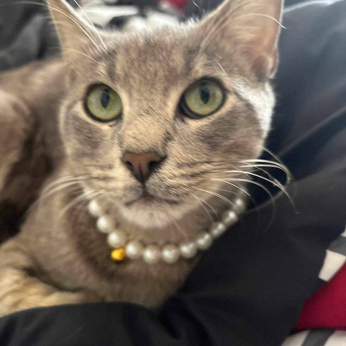 Lucky is registered to the contest to win money with this photo: animal, bell, blanket, cat, close_up, cozy, cute, domestic_animal, feline, fur, gray_cat, green_eyes, indoor, pearl_necklace, pet, portrait, relaxed, resting, soft_focus, whiskers