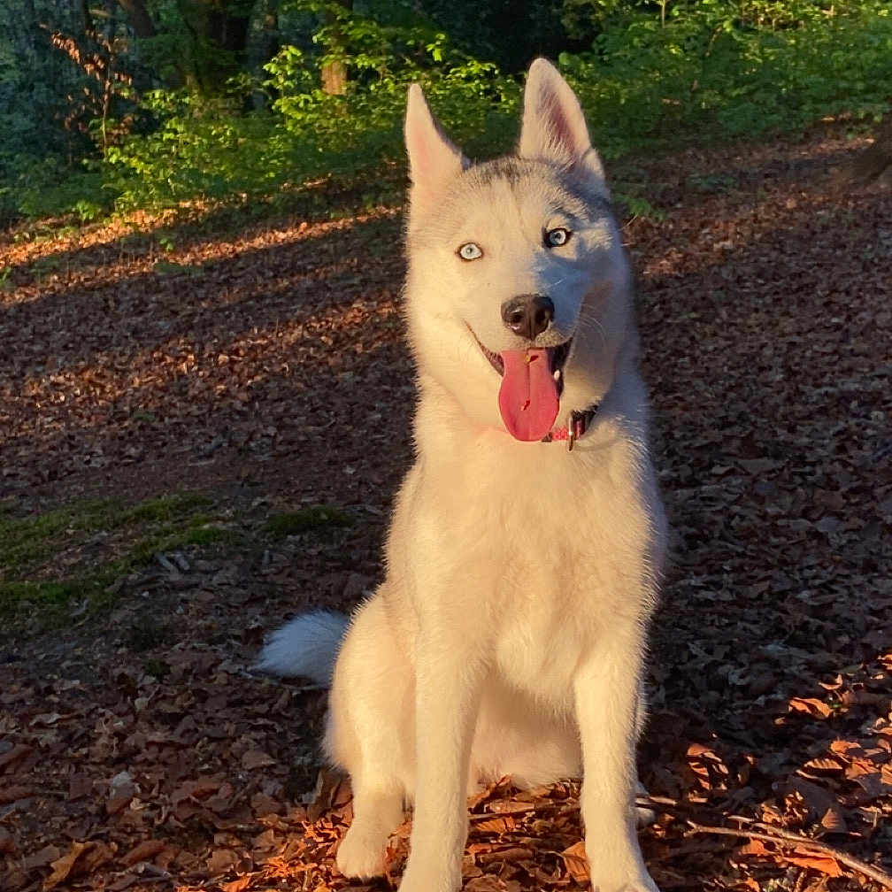Lova a rejoint le concours — aidez-le/la à gagner de superbes lots ! animal, blue_eyes, canine, collar, daytime, dog, forest, fur, happy, husky, leaves, mammal, nature, outdoor, pet, shade, sitting, sunlight, tongue_out, tree
