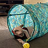 animal, cat, colorful, cozy, curious, cute, dressed_cat, floor, furniture, hairless_cat, indoor, living_room, pet, pineapple_pattern, play, playful, sphynx_cat, toy, tunnel_toy, yellow_ball