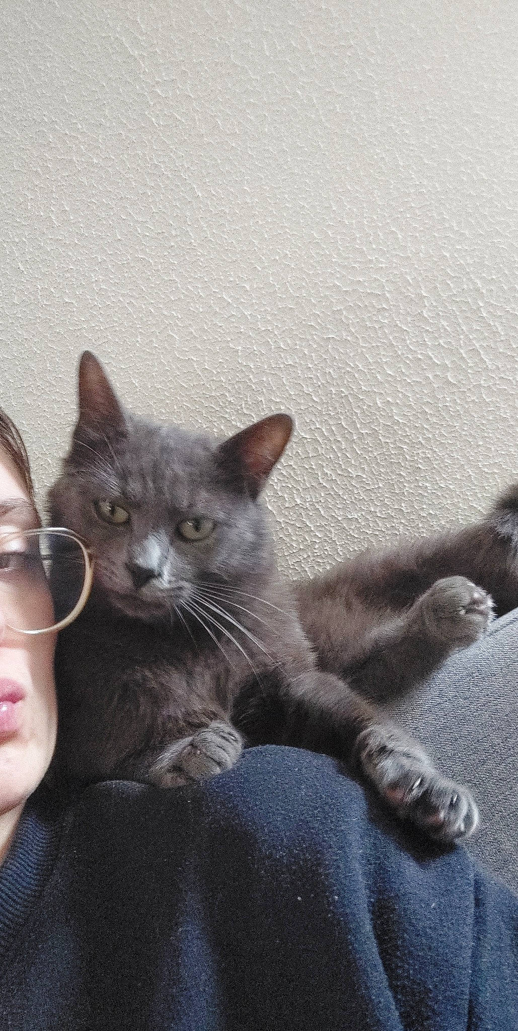 Chouchou participe au concours pour gagner de l'argent avec cette photo : carnivore, cat, claw, comfort, domestic_short_haired_cat, ear, eyewear, felidae, fur, glasses, grey, paw, russian_blue, sitting, small_to_medium_sized_cats, snout, tail, terrestrial_animal, whiskers, window