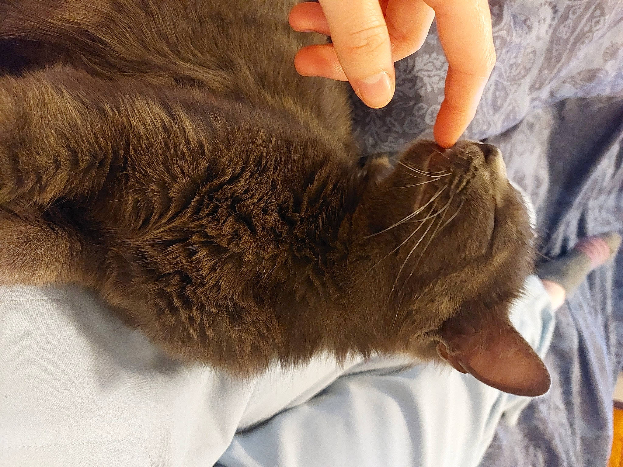 Chouchou a rejoint le concours — aidez-le/la à gagner de superbes lots ! carnivore, cat, comfort, fawn, felidae, finger, foot, fur, gesture, hand, human_leg, liver, nail, small_to_medium_sized_cats, snout, tail, thumb, whiskers, wrinkle, wrist