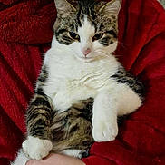 Bounty participe au concours pour gagner de l'argent avec cette photo : cat, tabby, white_fur, pet, animal, domestic_cat, relaxed, cuddling, person, hand, red_clothing, feline, fur, indoor, cozy, cute, resting, comfort, closeup, portrait