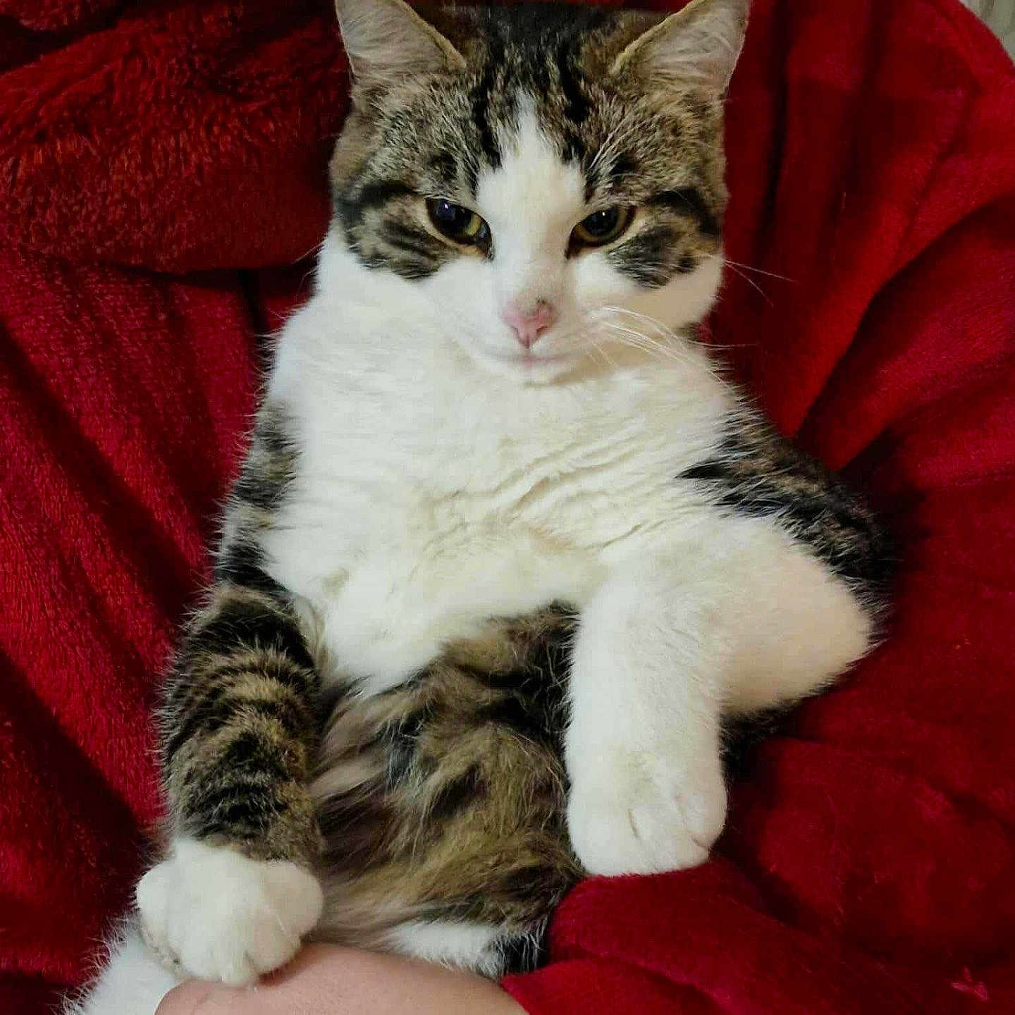 Bounty participe au concours pour gagner de l'argent avec cette photo : animal, cat, closeup, comfort, cozy, cuddling, cute, domestic_cat, feline, fur, hand, indoor, person, pet, portrait, red_clothing, relaxed, resting, tabby, white_fur