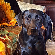 Harley Quinn is registered to the contest to win money with this photo: dog, black_dog, labrador, portrait, sitting, indoors, home, couch, blanket, furniture, brown_eyes, floppy_ears, shiny_fur, pet, canine, front_facing, closeup, cozy, bedroom, photography